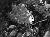 preview bw