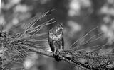 preview bw