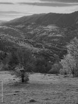 preview bw