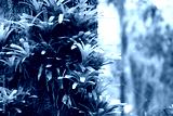 preview cold