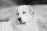 preview bw