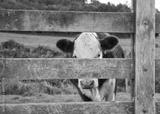 preview bw
