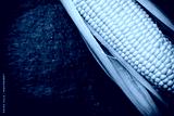 preview cold