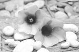 preview bw