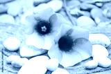 preview cold