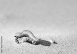 preview bw