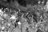 preview bw