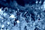 preview cold
