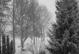 preview bw
