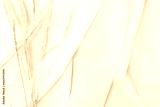 preview sephia