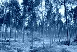 preview cold
