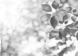preview bw