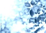 preview cold