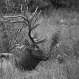 preview bw