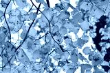preview cold