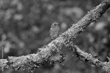 preview bw