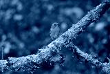preview cold