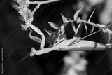 preview bw