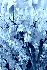 preview cold