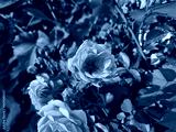 preview cold