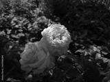 preview bw