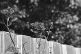 preview bw