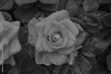 preview bw