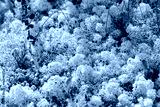 preview cold