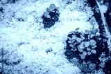 preview cold