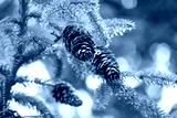 preview cold