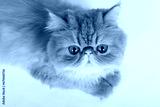 preview cold