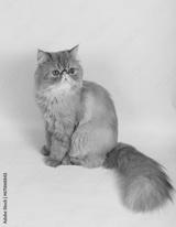 preview bw