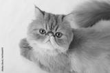 preview bw