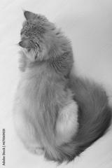 preview bw