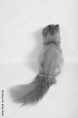 preview bw