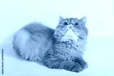 preview cold