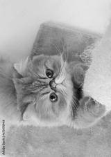preview bw