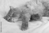 preview bw