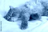 preview cold