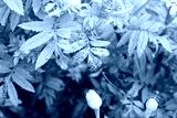 preview cold