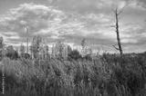 preview bw