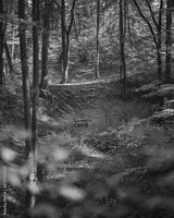 preview bw