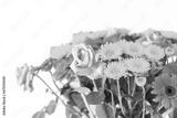 preview bw