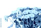 preview cold
