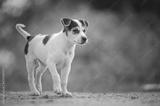 preview bw