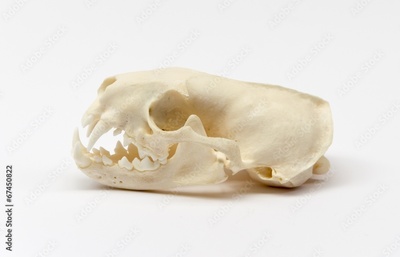 image to crop