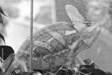 preview bw