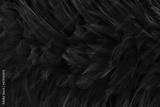 preview bw