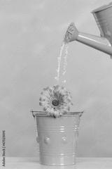 preview bw