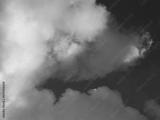 preview bw